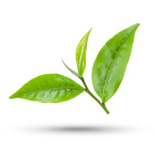 green tea leaf isolated on white background